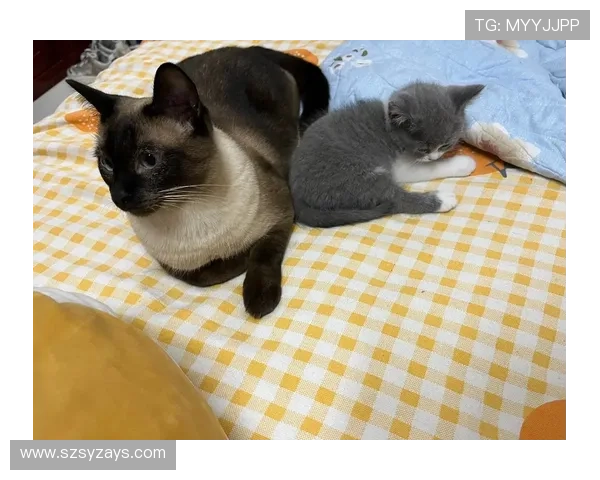 各大足球明星独特睡姿揭秘看他们如何放松身心迎接挑战